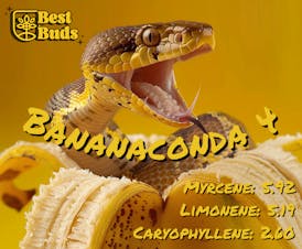 BestBuds - Bananaconda - Flower