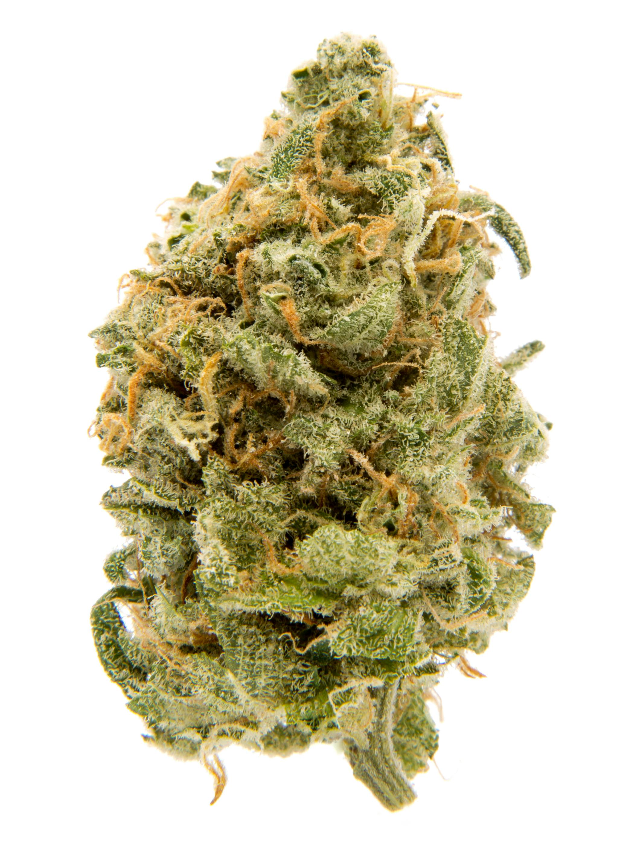 P37 | Wilson Popz | MLF at Canna Company- Deming Dispensary