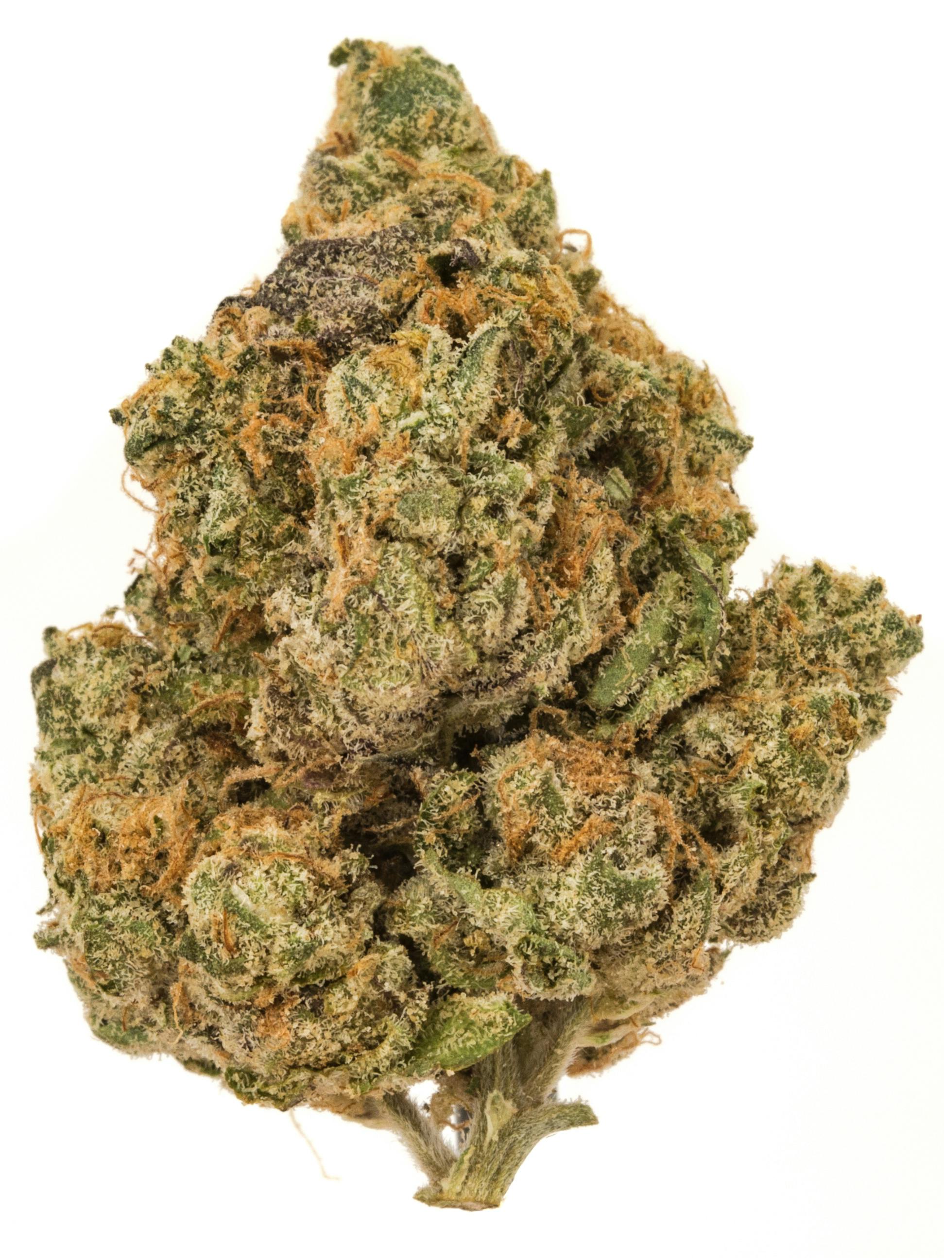 P37 | Rainbow Rush | Flower