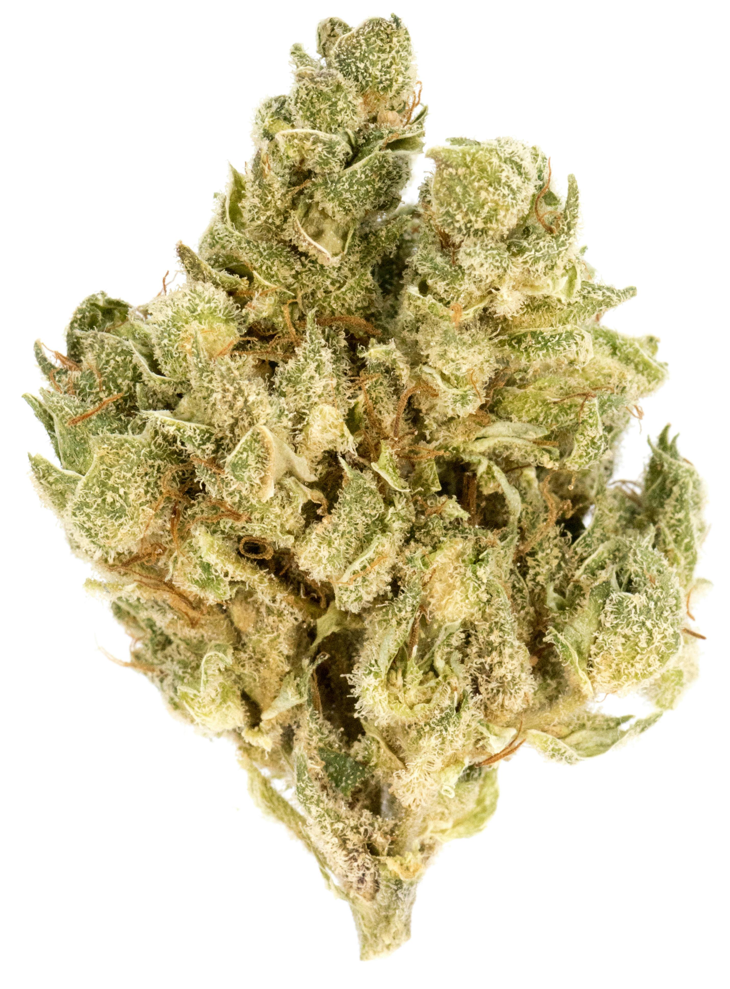 Seed Junky Shark Bait at HCC Herrera Cannabis Co.