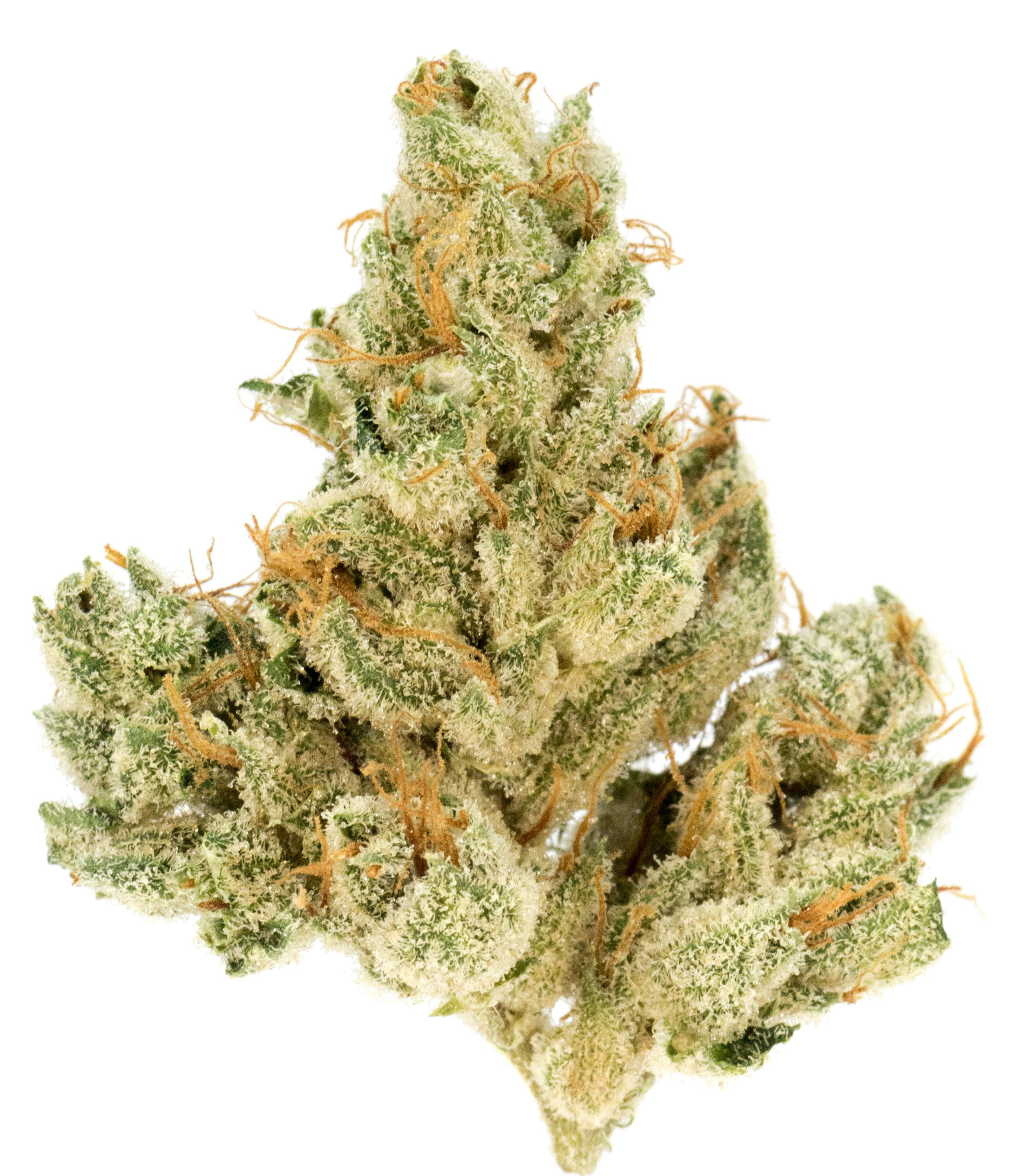 Altai Purple Rain at HCC Herrera Cannabis Co.