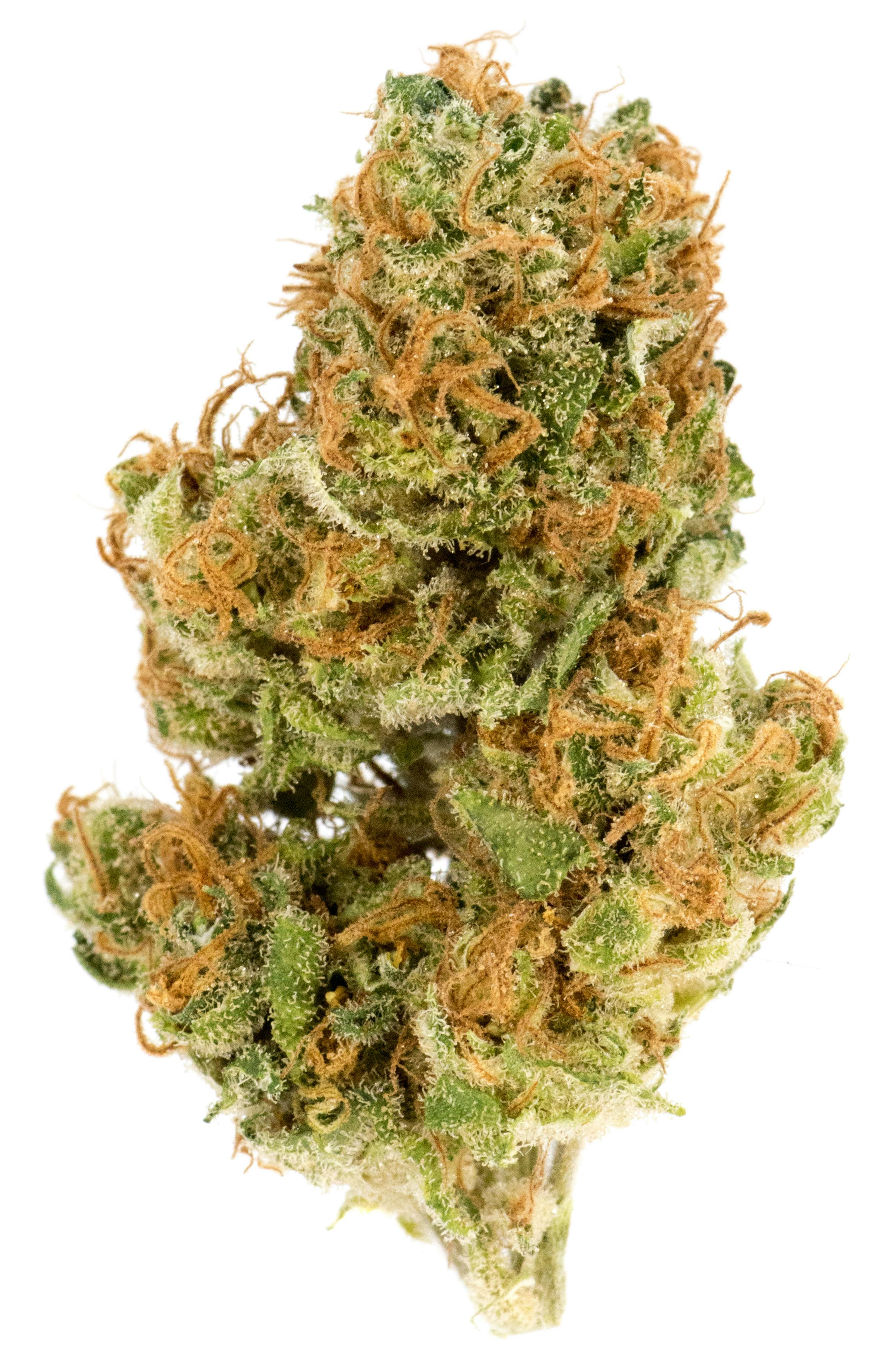 Green Fuego Orange Kush at HCC Herrera Cannabis Co.