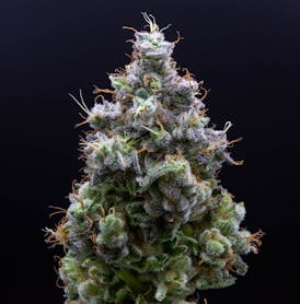 Gorilla Glue #4