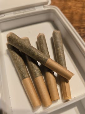 Govermint Oasis 5pk .5g Pre-roll