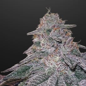Sherb Cream Pie