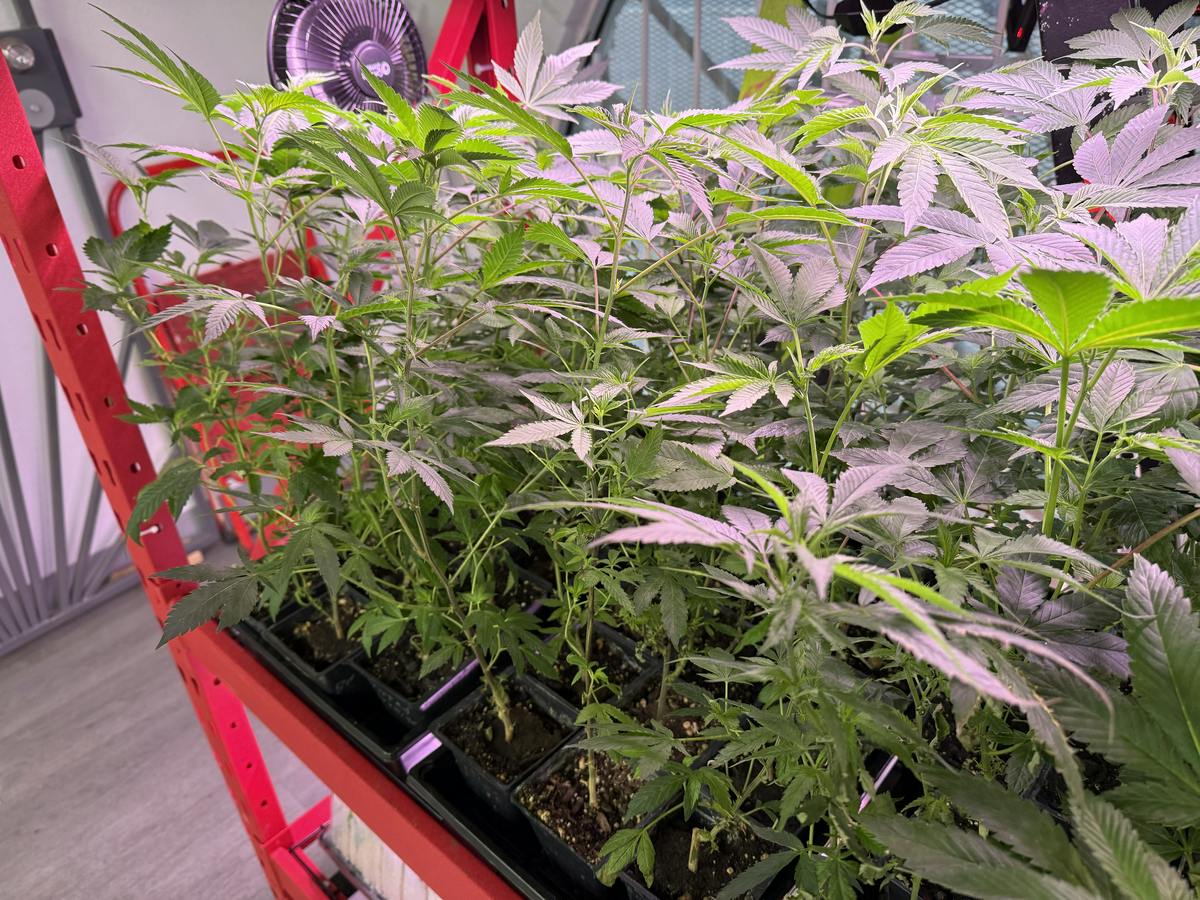 Clones - small