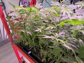 $15 female rooted clones 4 different strains to choose from $15 each