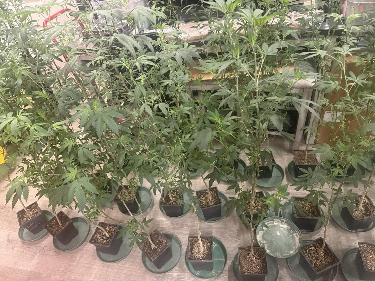 Clones - medium