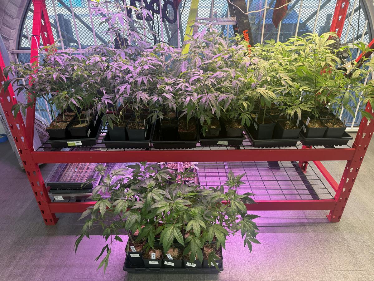 Clones - Large