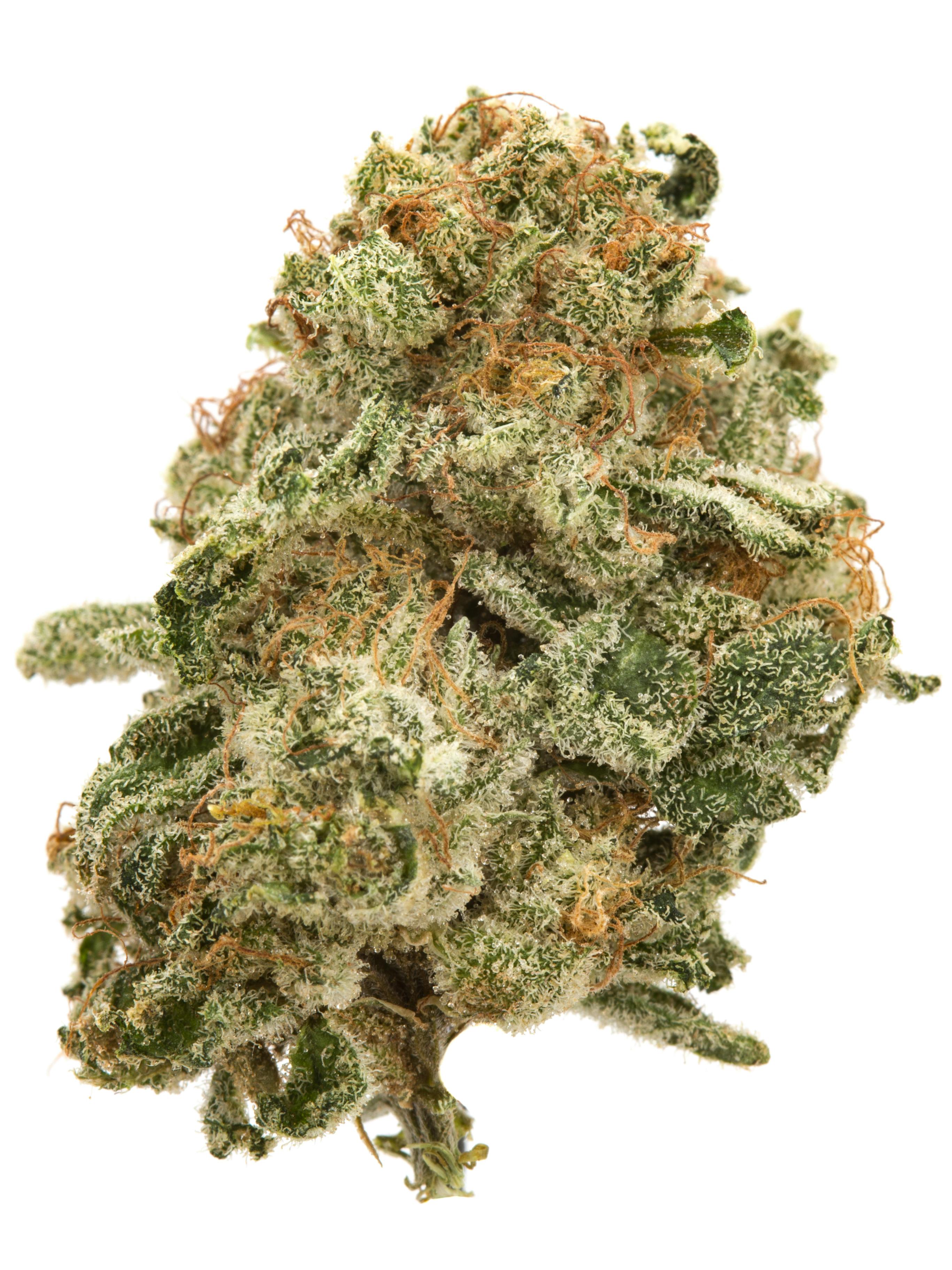 $75 1/2 OZ Crescendo 34.10% Sativa Indoor Frosted Happy Goat DDG