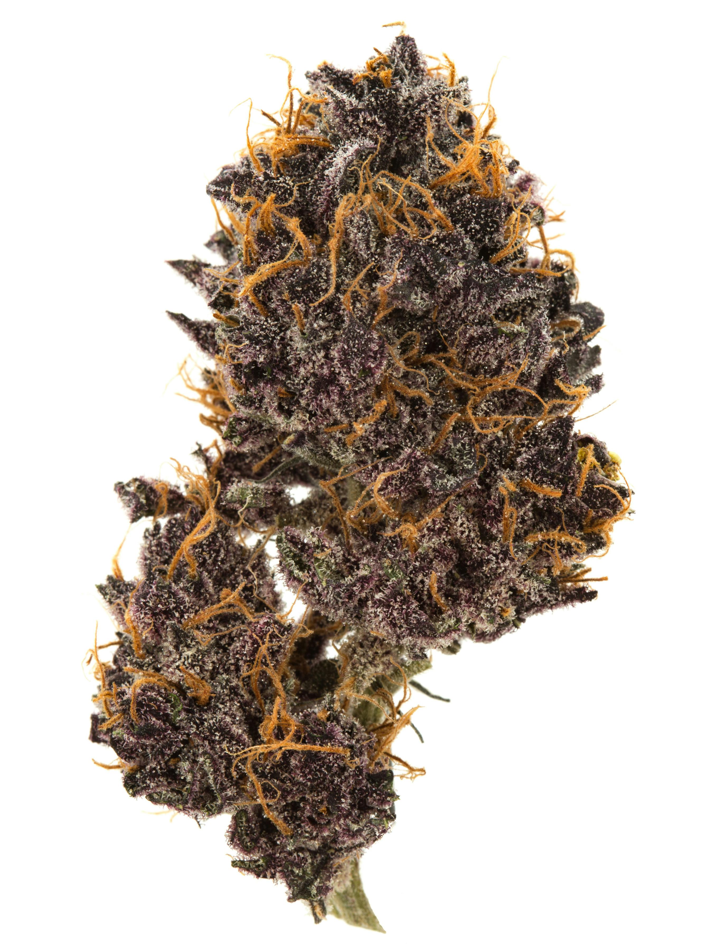 $50 1/2 Ounce Black Cherry Gelato 33.5% Indica Nice Big Buds purple