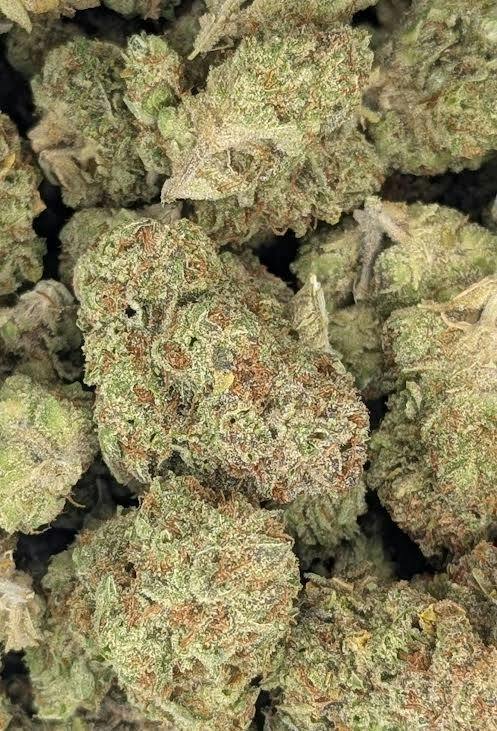 Medical Popcorn Flower- Highway Willie (I) - Loose