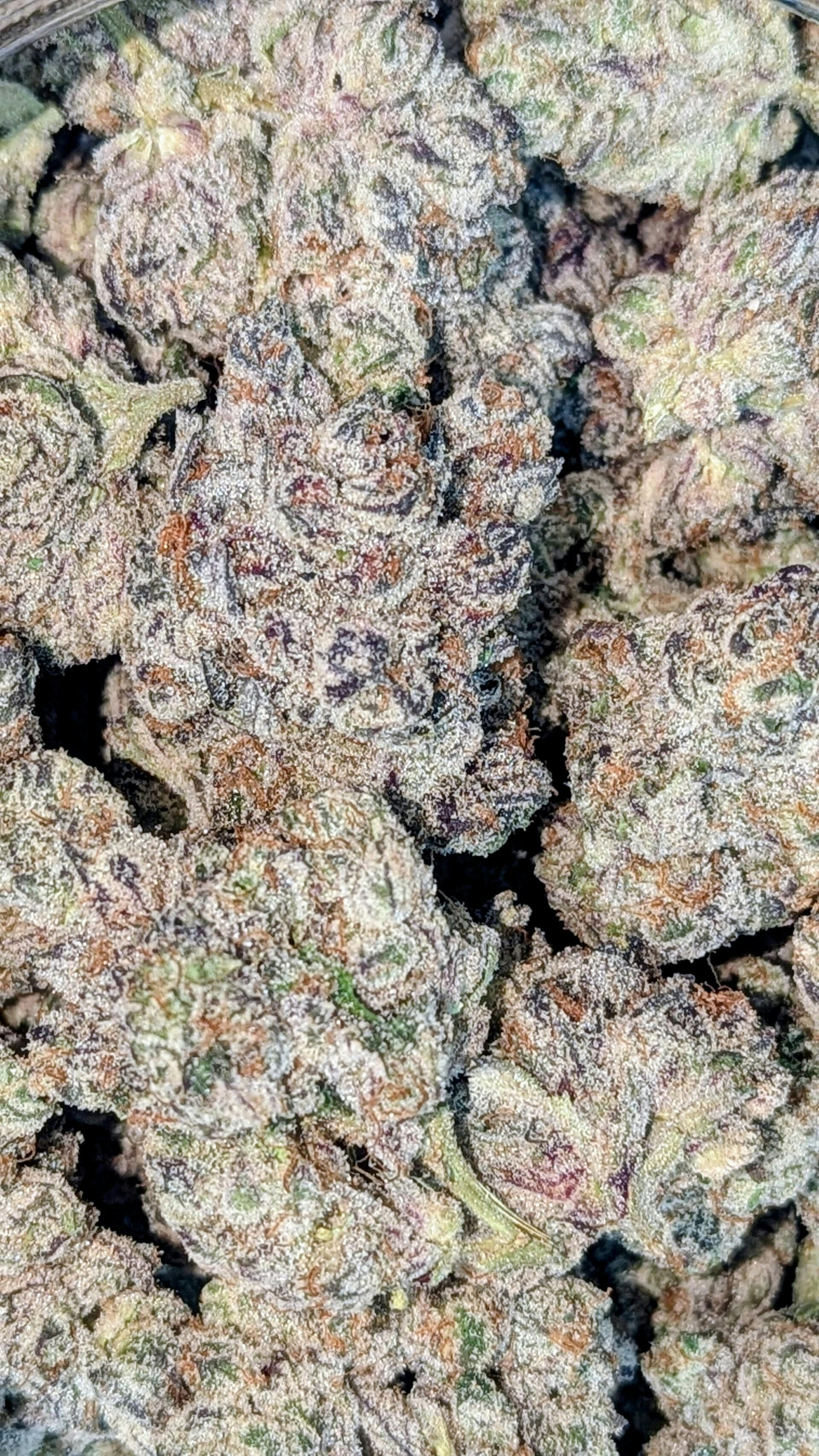 Medical Flower - Purple Push Pop (I) - Loose