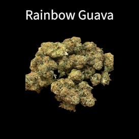 Small Buds - Rainbow Guava