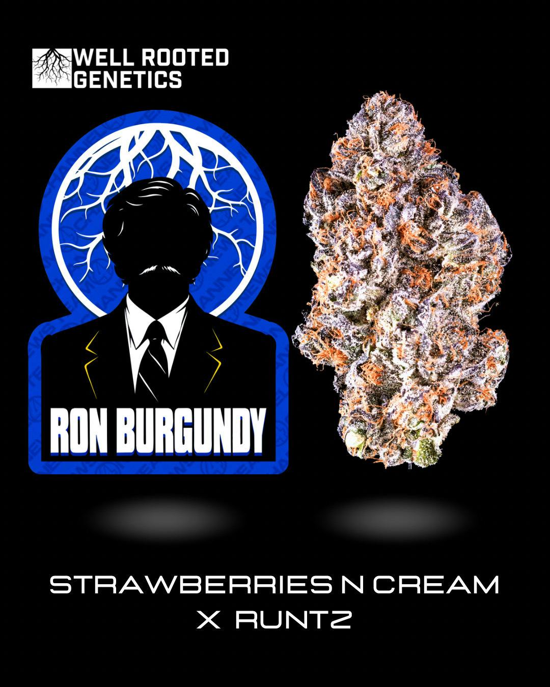Pre Packed Ron Burgandy