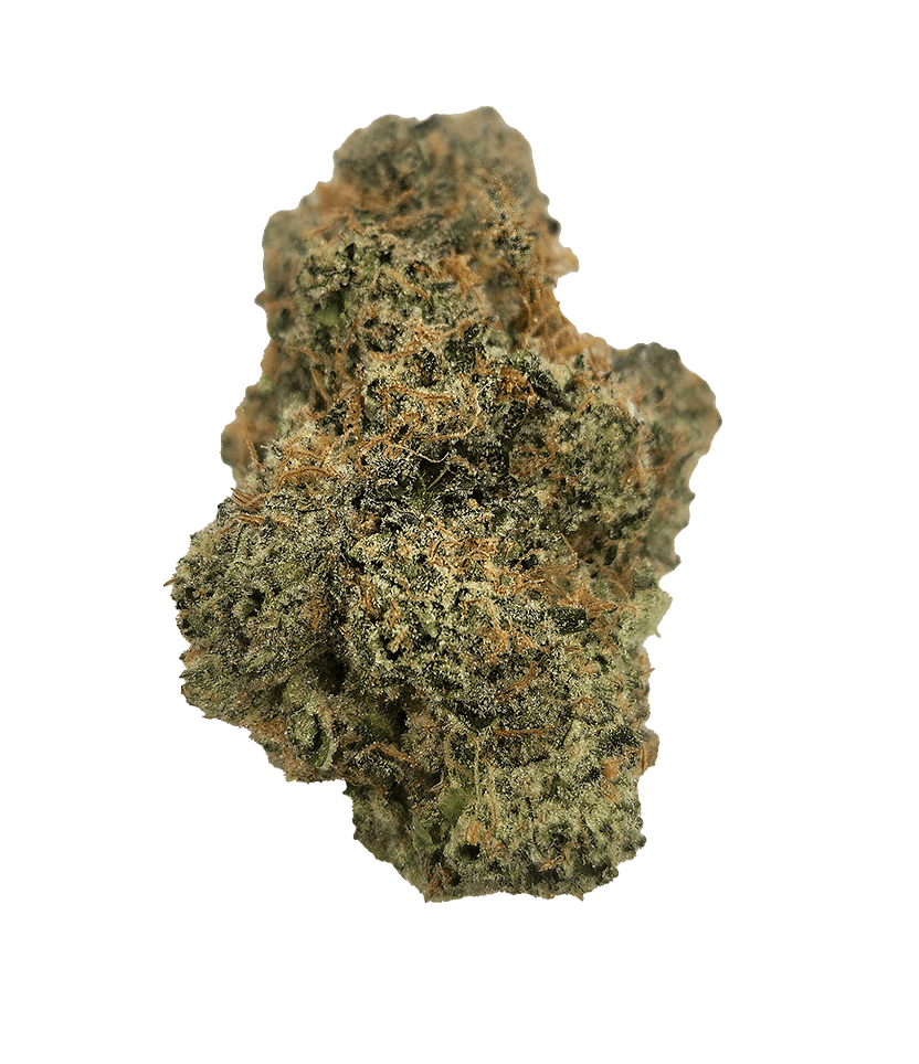 Grape Maple | The Hive Flower