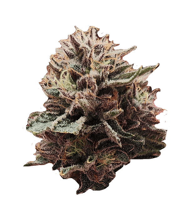 Lantz | The Hive Flower cannabis product