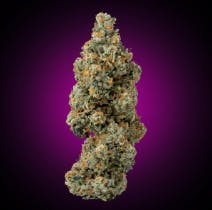 EIGHTH Georgia Apple Pie (I) - Faded