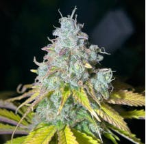 EIGHTH Blue Ultra (S) - Maine Grown