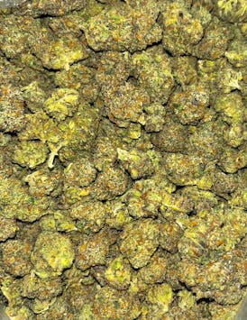 REEFERJOES - ANIMAL GELATO Flower