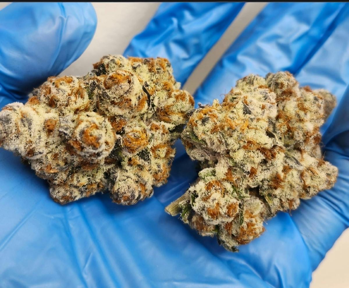 Astronaut Status | 14G Flower | Borneo Buds