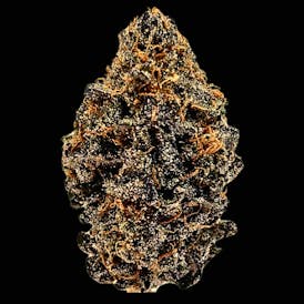 White Truffles Tier 1