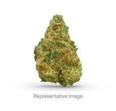 Havana Haze (18.98-27.07%) Platinum NOBO