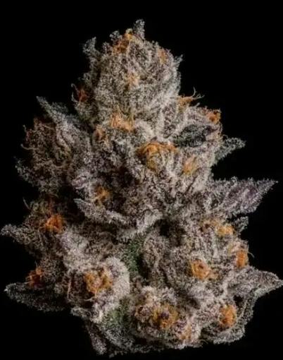 Black Orchard (27.7-28%) Platinum NOBO