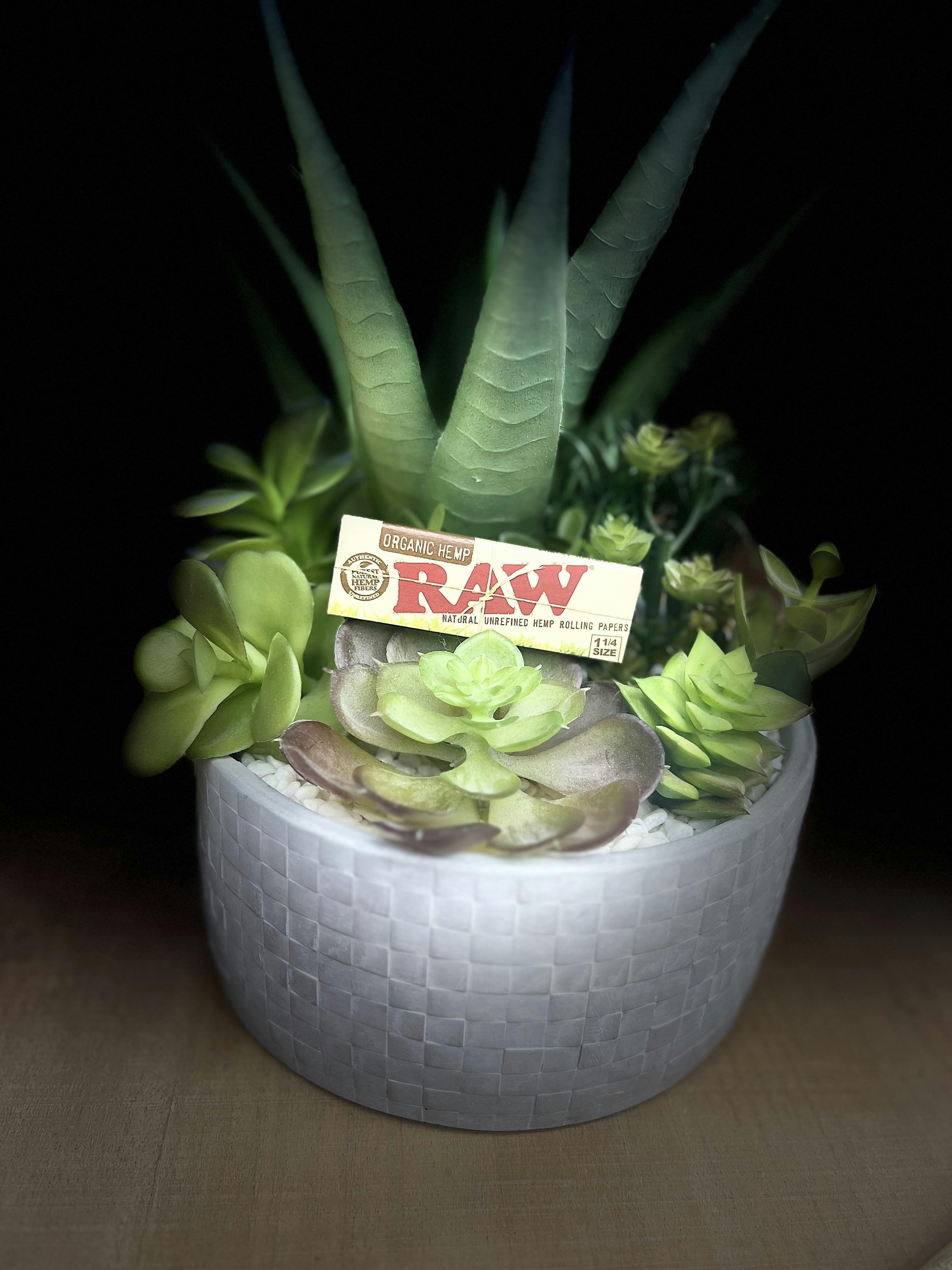 RAW | PAPERS | Organic Hemp | 1 1/4