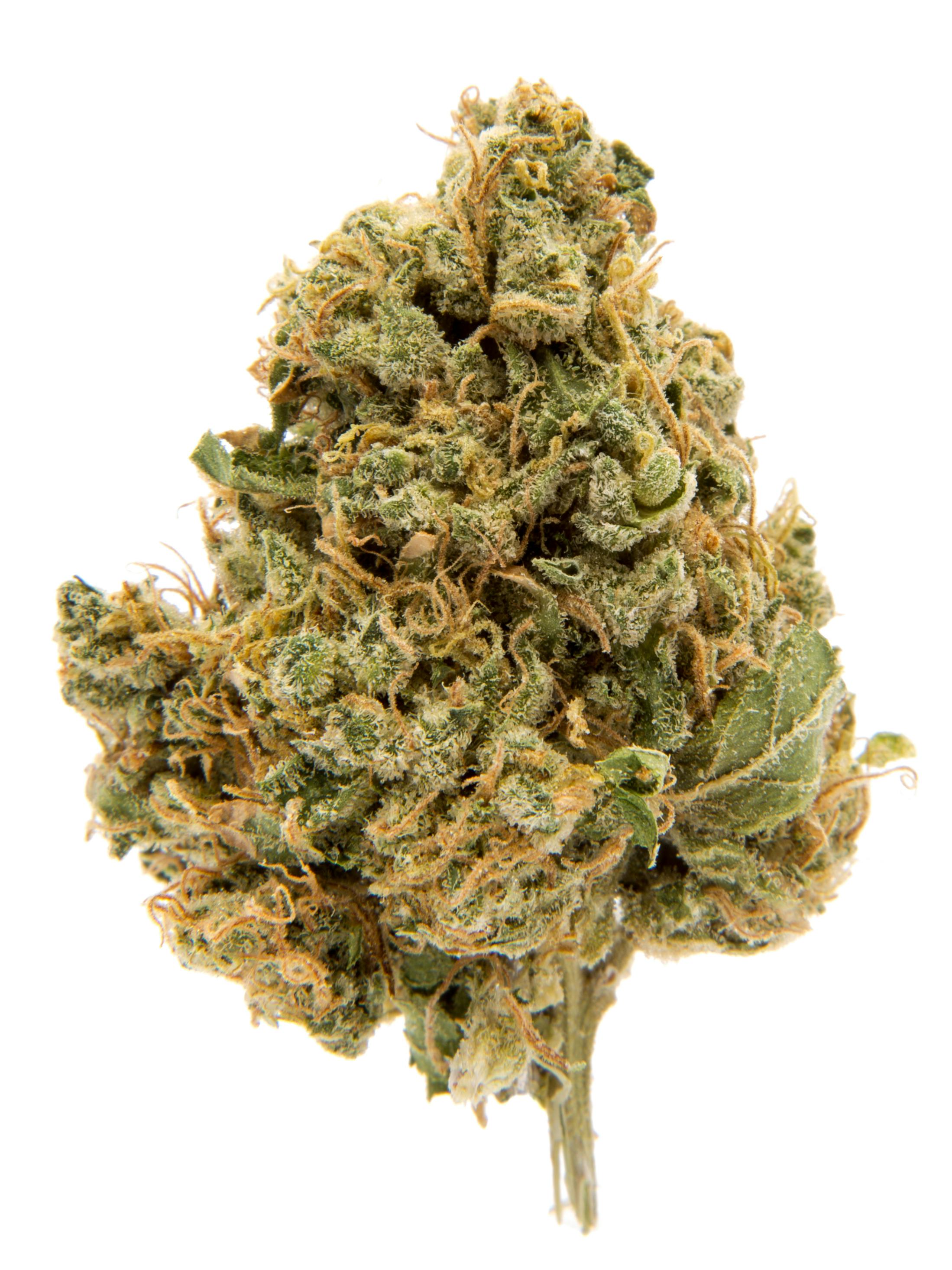 Gelato # 41