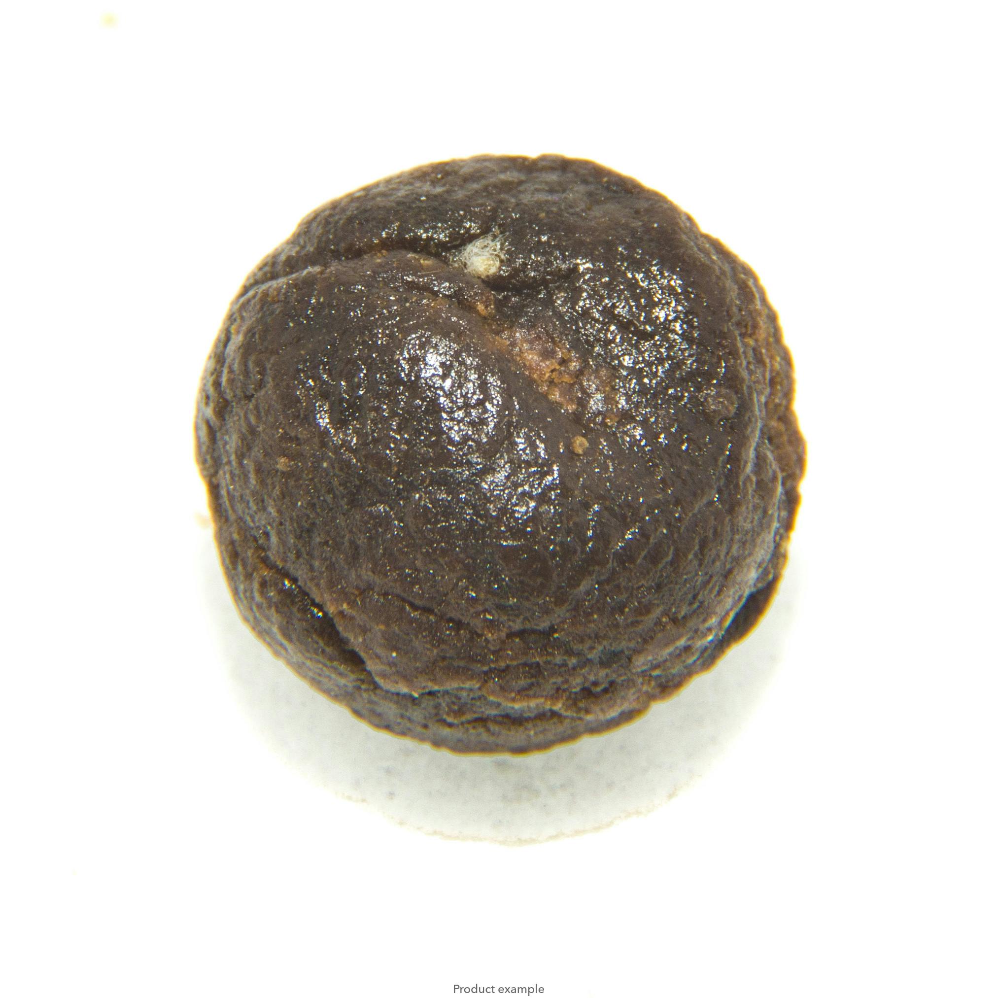 Animas Morrocan