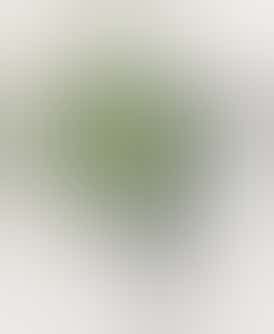 Bolo Runtz 2g Disposable Vape