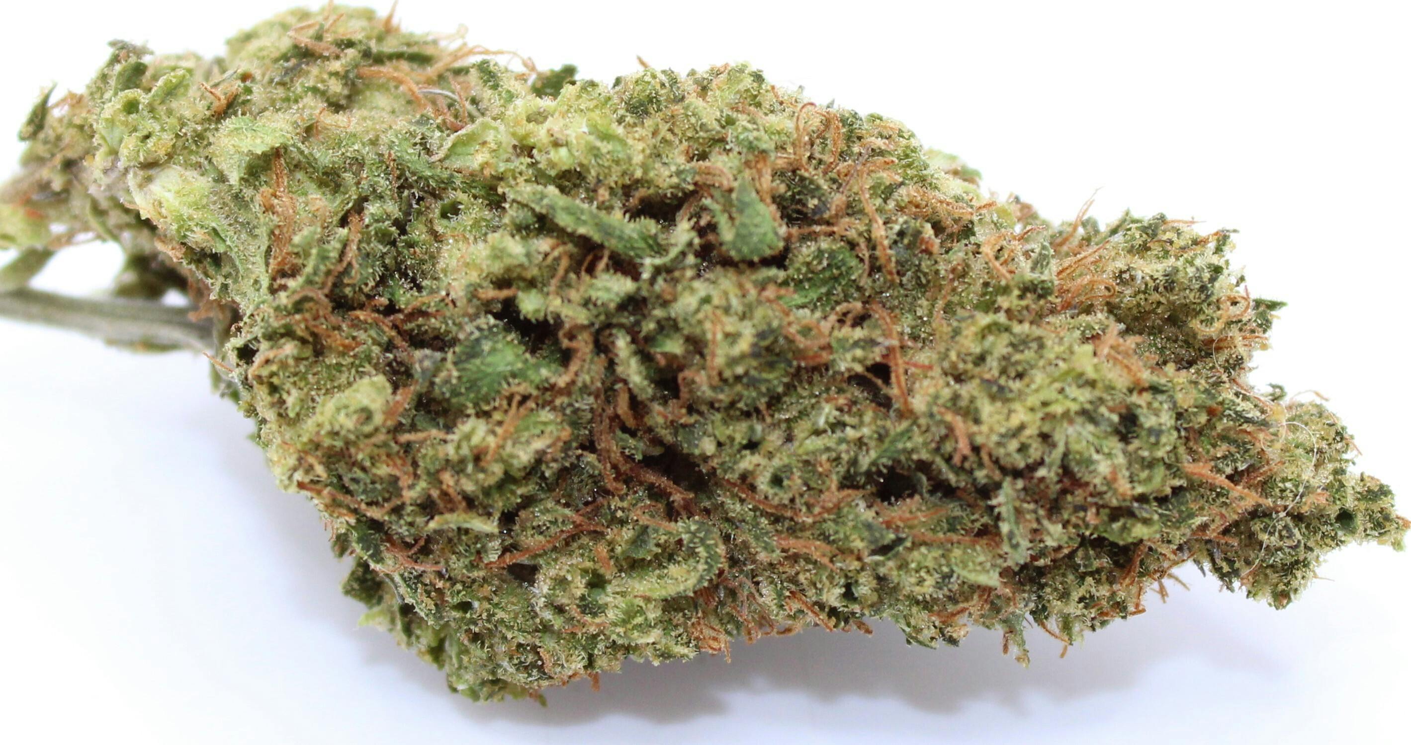 Chocolope