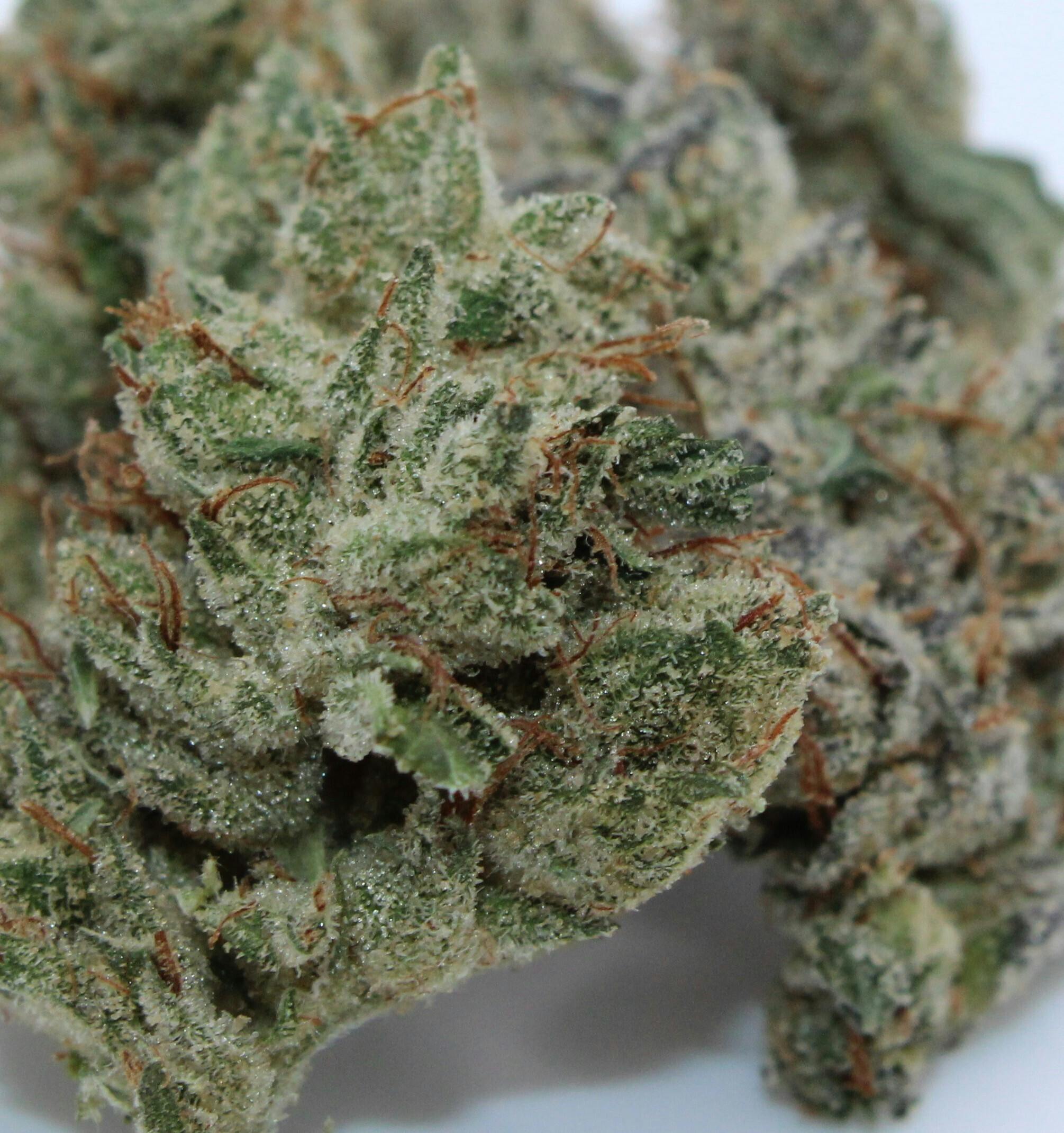 GG #4