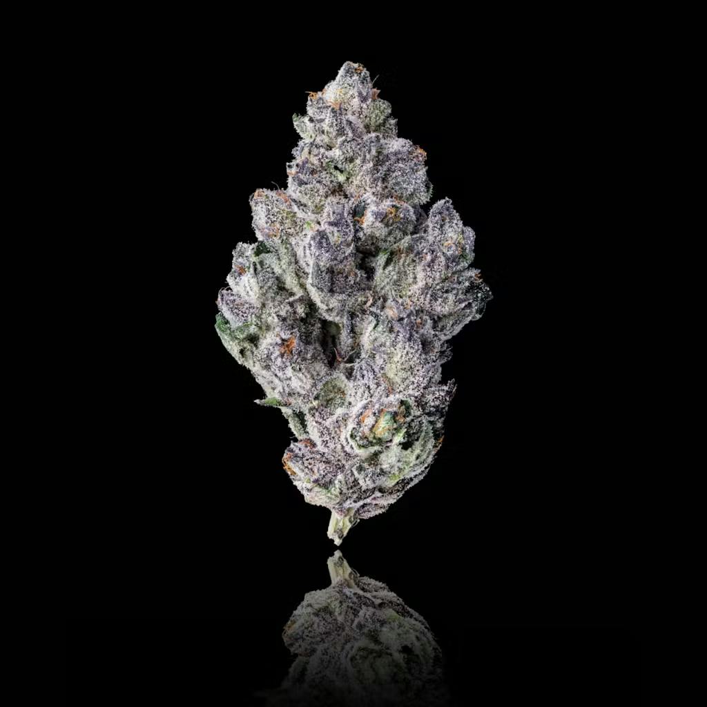 98 K | Indica | 37.8% THC | MAVEN GENETICS x TASTE BUDZ