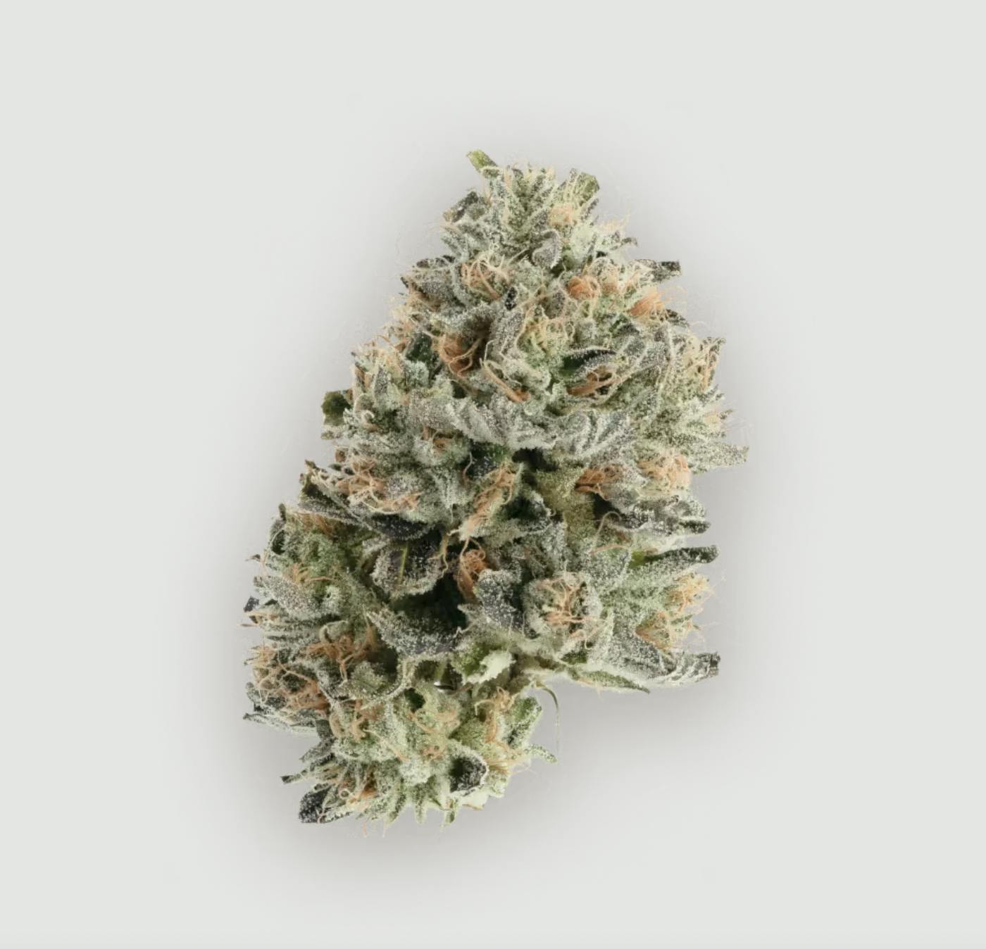 GRAPE GASBY | Indica | 34.7% THC | CBX x TASTE BUDZ