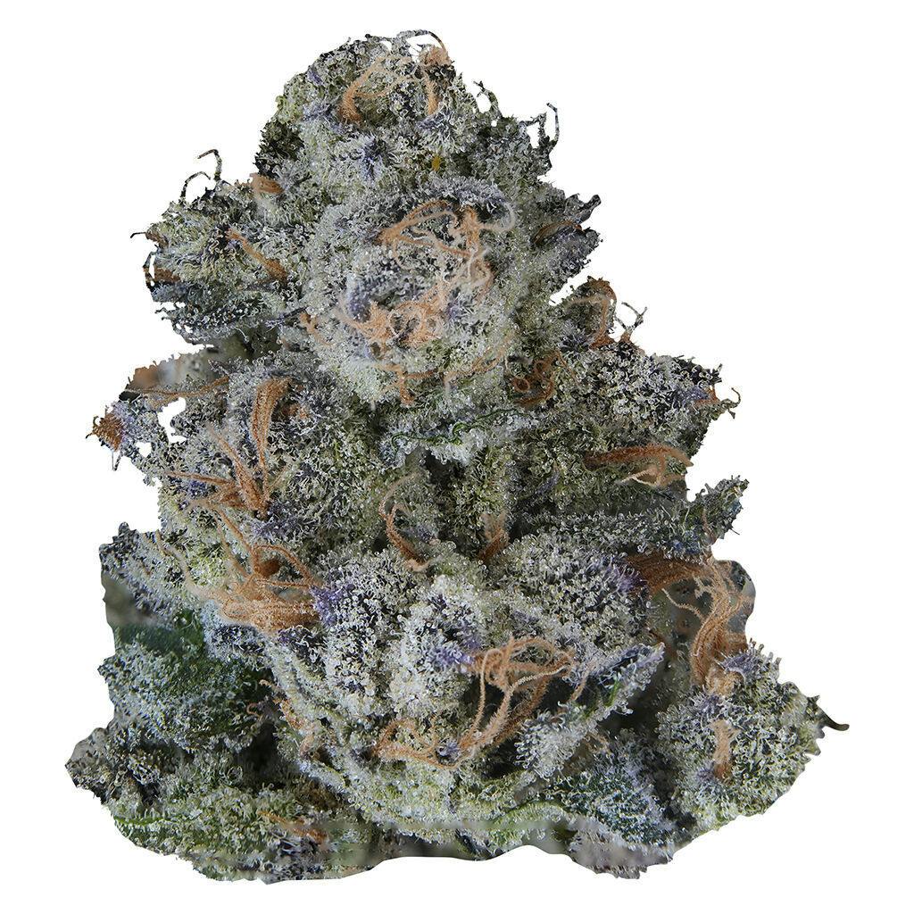 VOLO | Platinum Lemon Cherry Gelato
