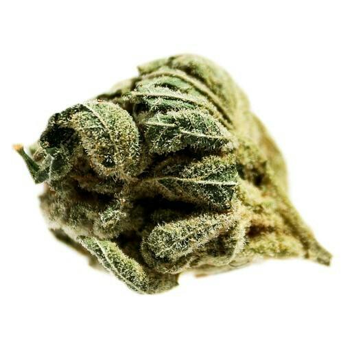 Frosted Cherry | Big Buds | 7g