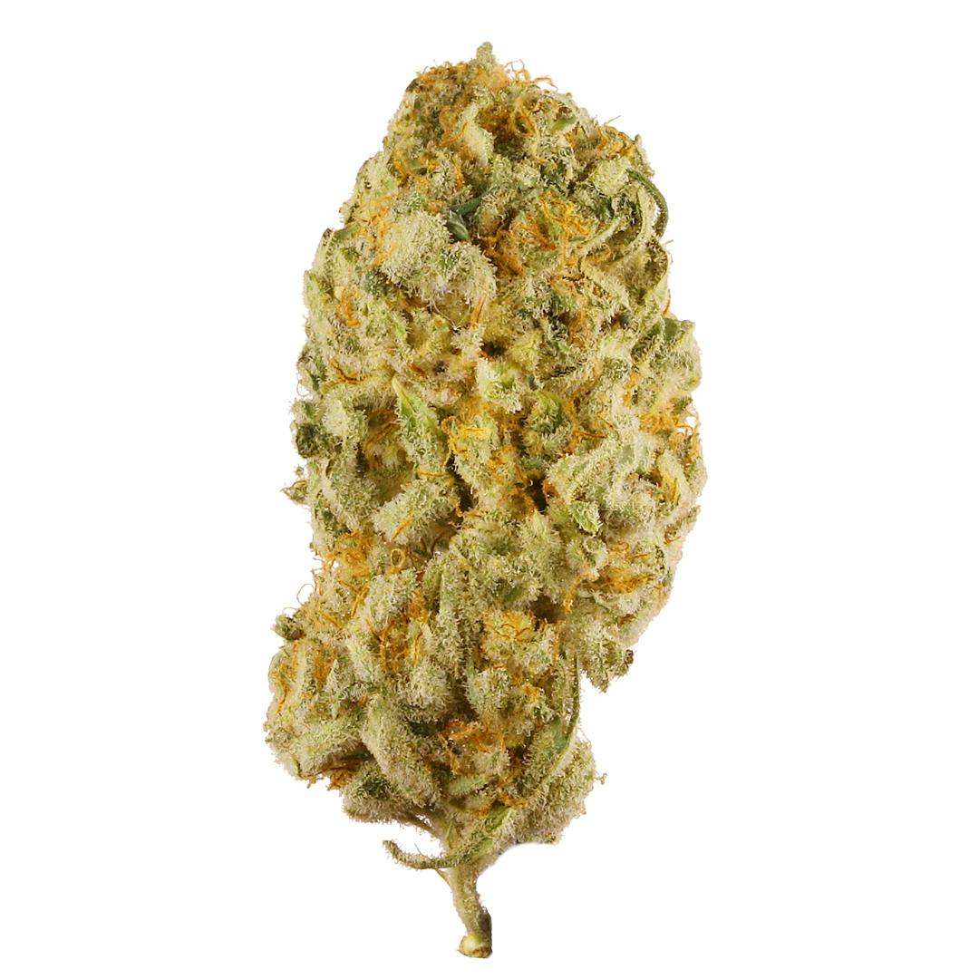 ALL STAR | JACK HERER | BULK | SATIVA
