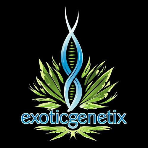 EXOTIC GENETIX | WATERMELON | MOONROCK | BULK | HYBRID