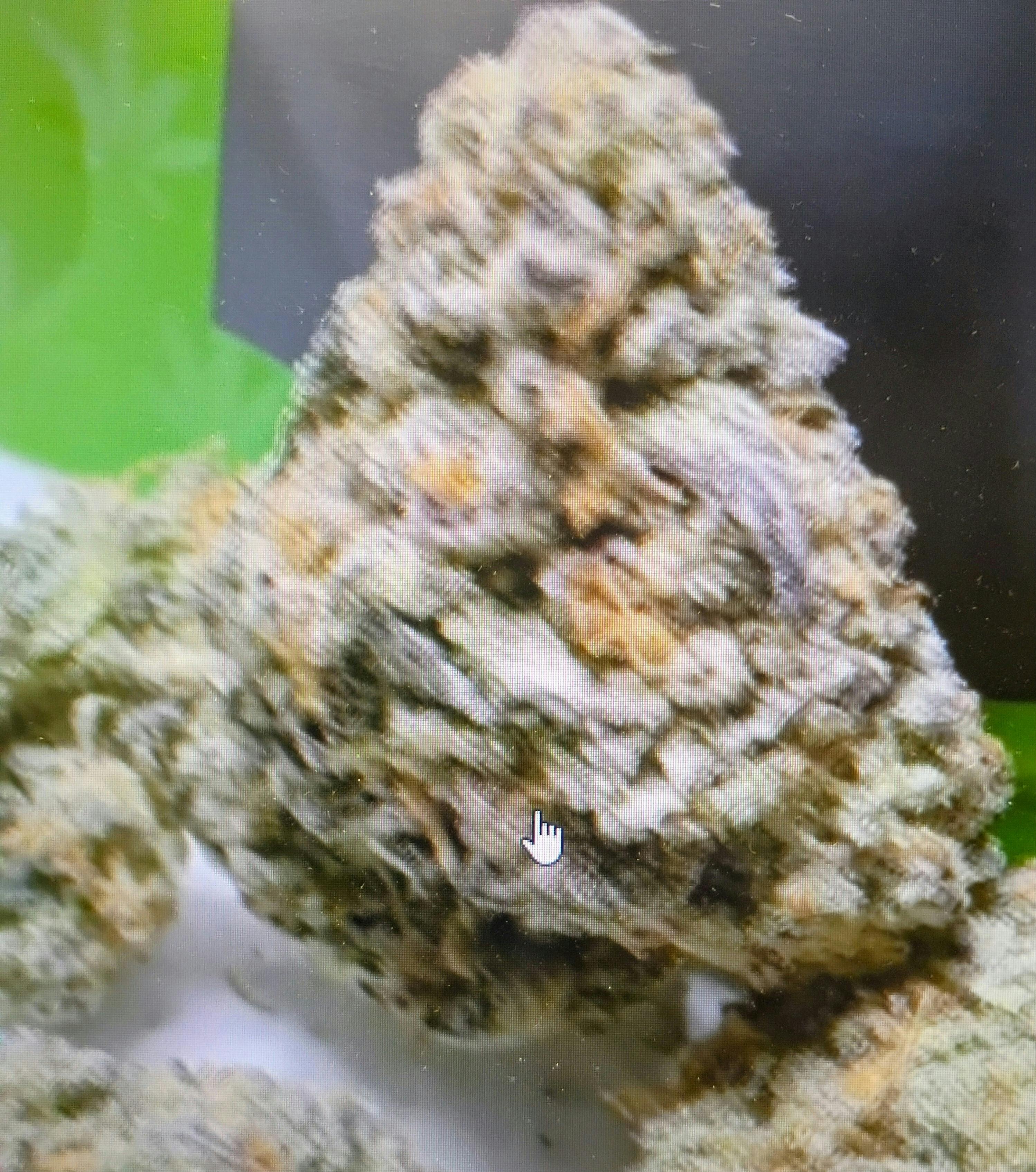 Levotic | 3.5gr | Key Lime Pie by LEVOTIC