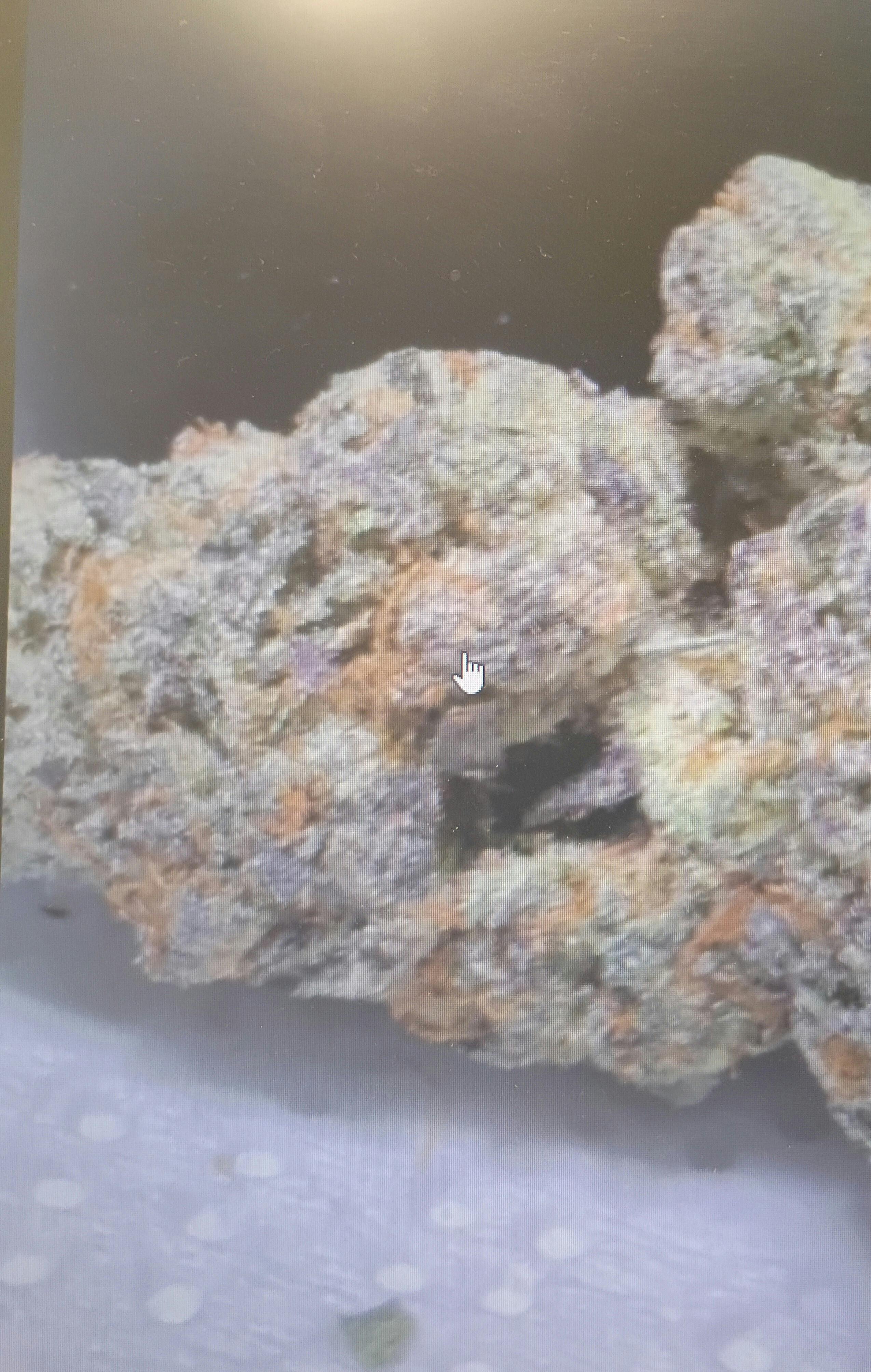 Levotic | 3.5gr | Grape Canyon Zkittlez by LEVOTIC