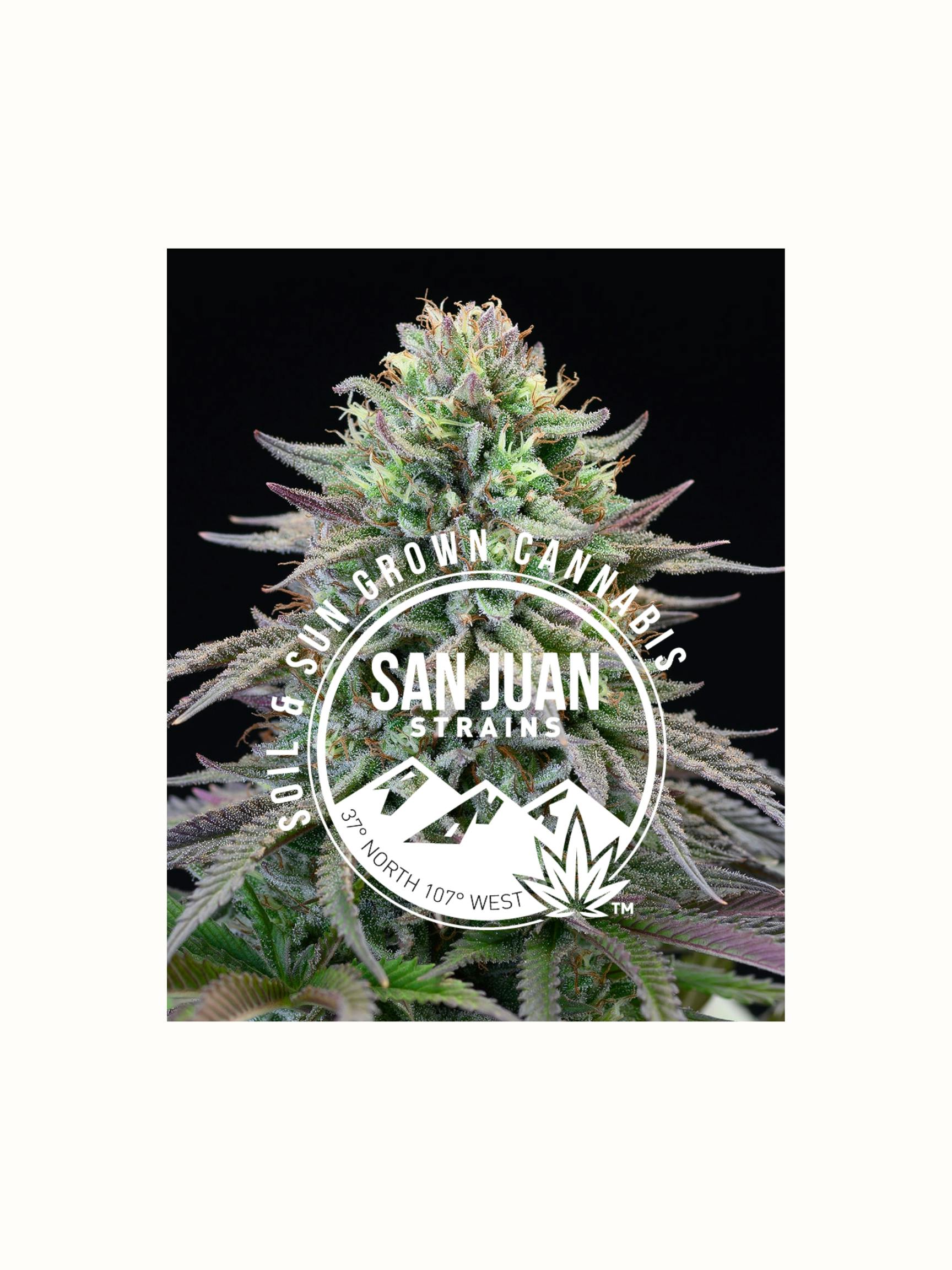 SJS Popcorn - Grapefruitz