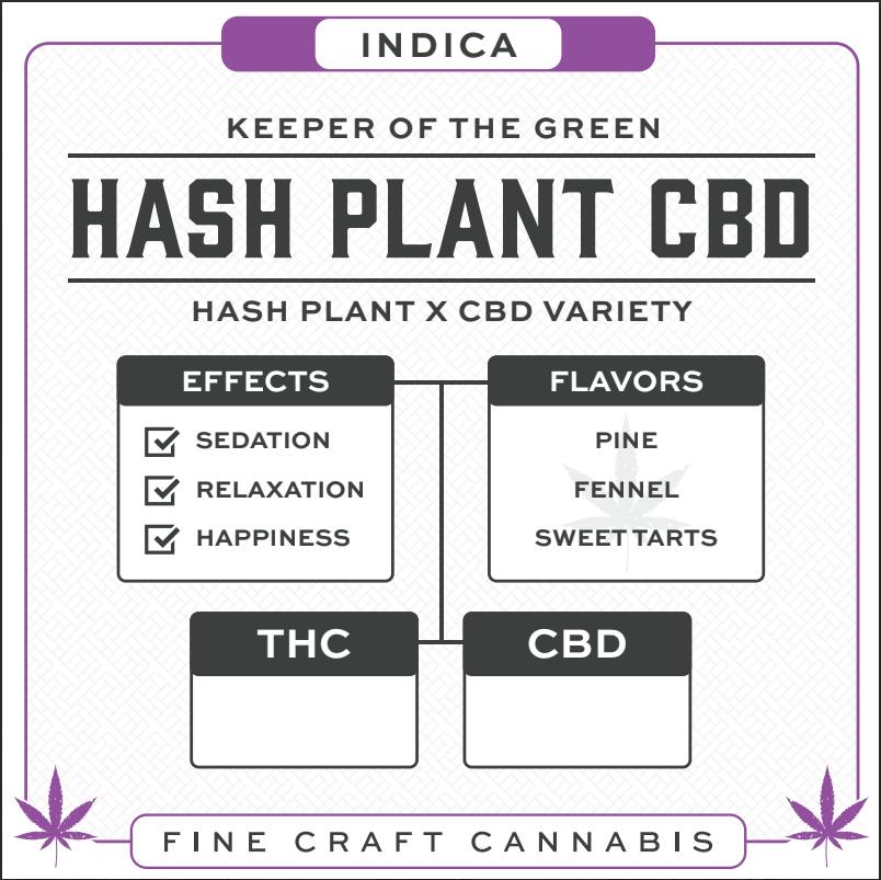 Hash Plant CBD Cannabis Seeds-5PACK