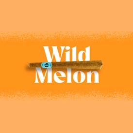 Wild Melon 🍉✨ – 1g Infused Blunt
