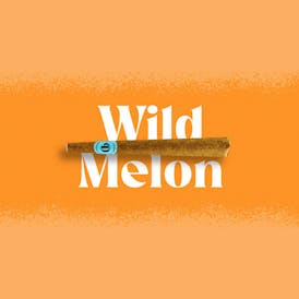Doinks Blunt – Wild Melon 🍉🔥 Infused Blunt