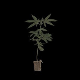 Clones Multiple Strains.