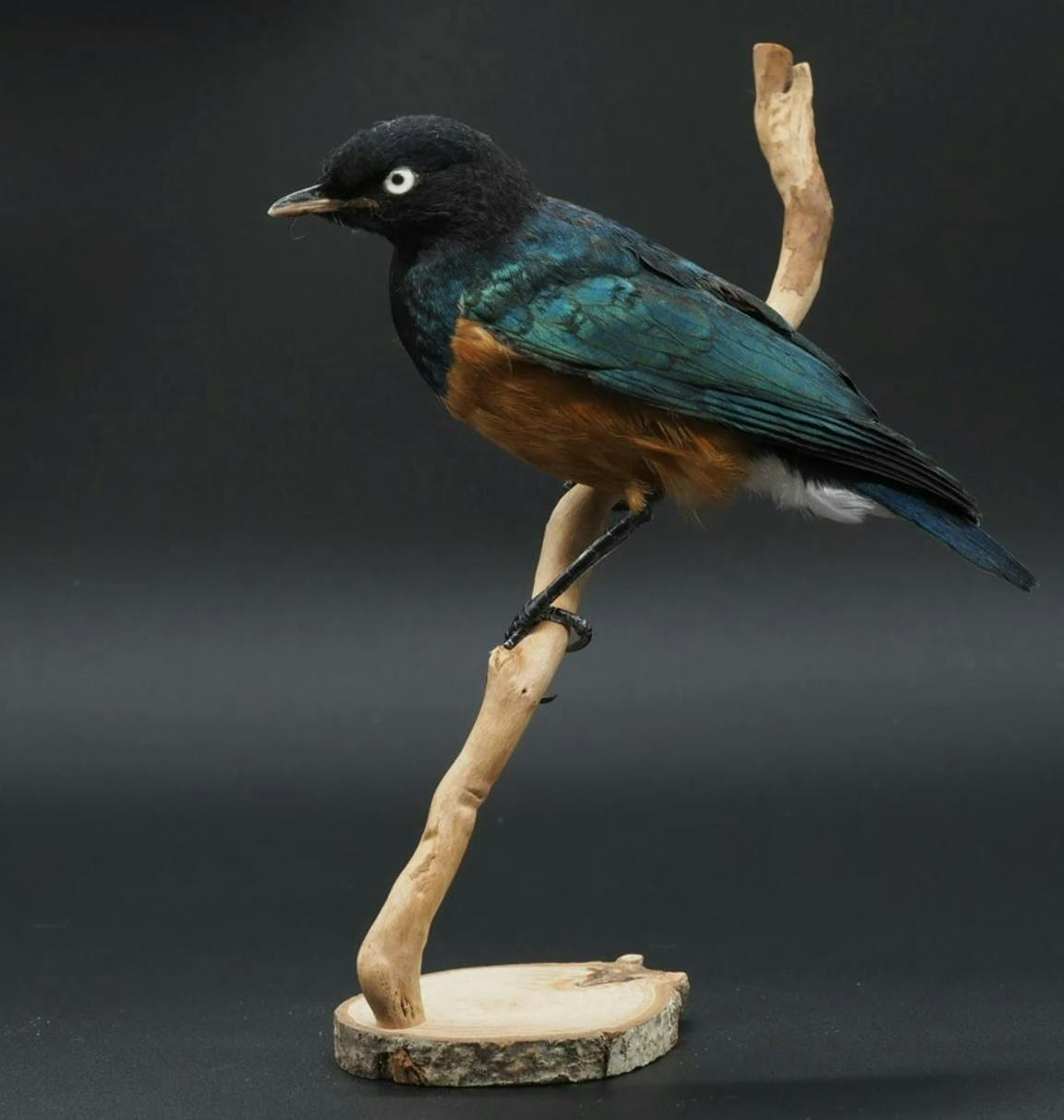 Mounted Three-Colored Starling