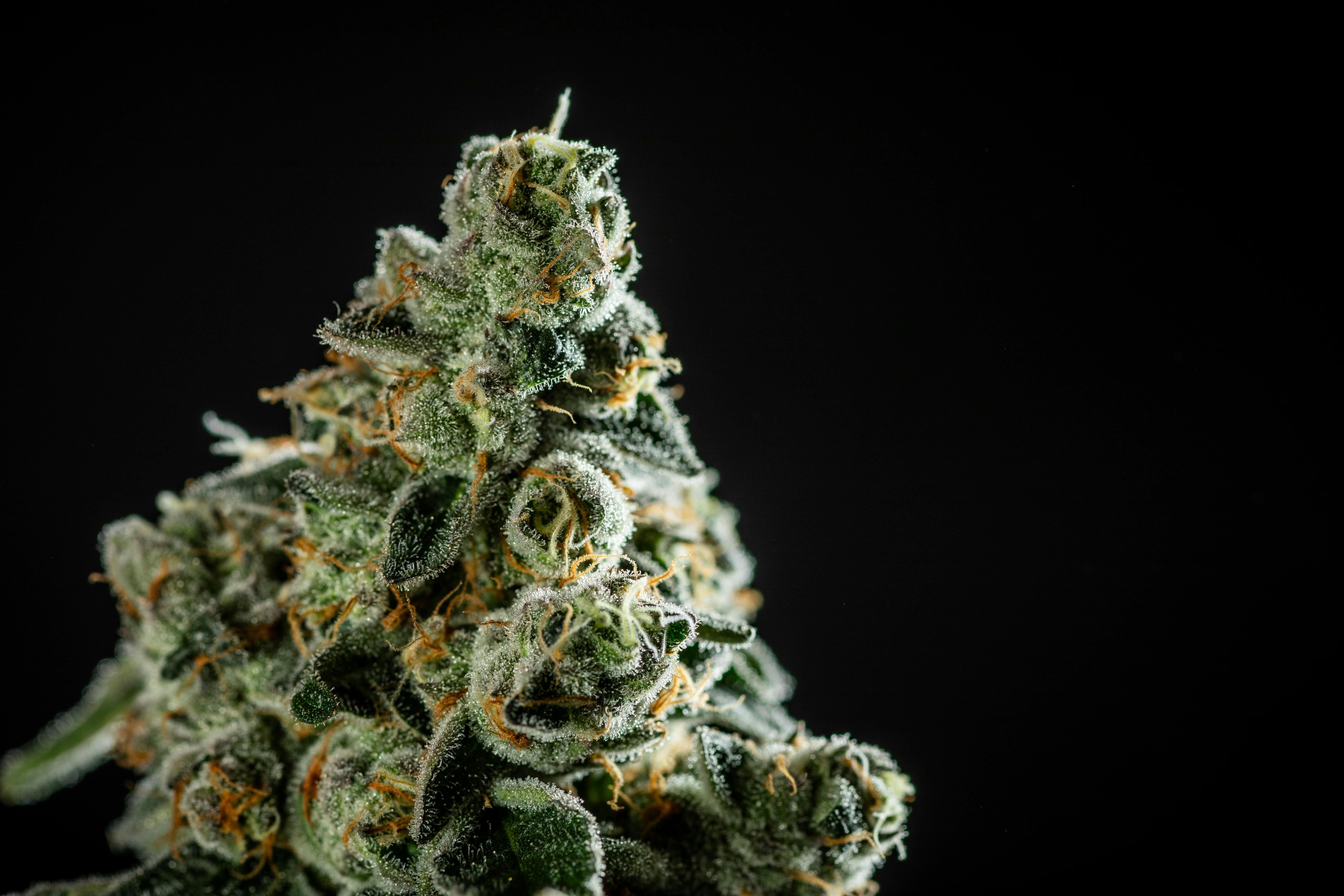 Apple Fritter