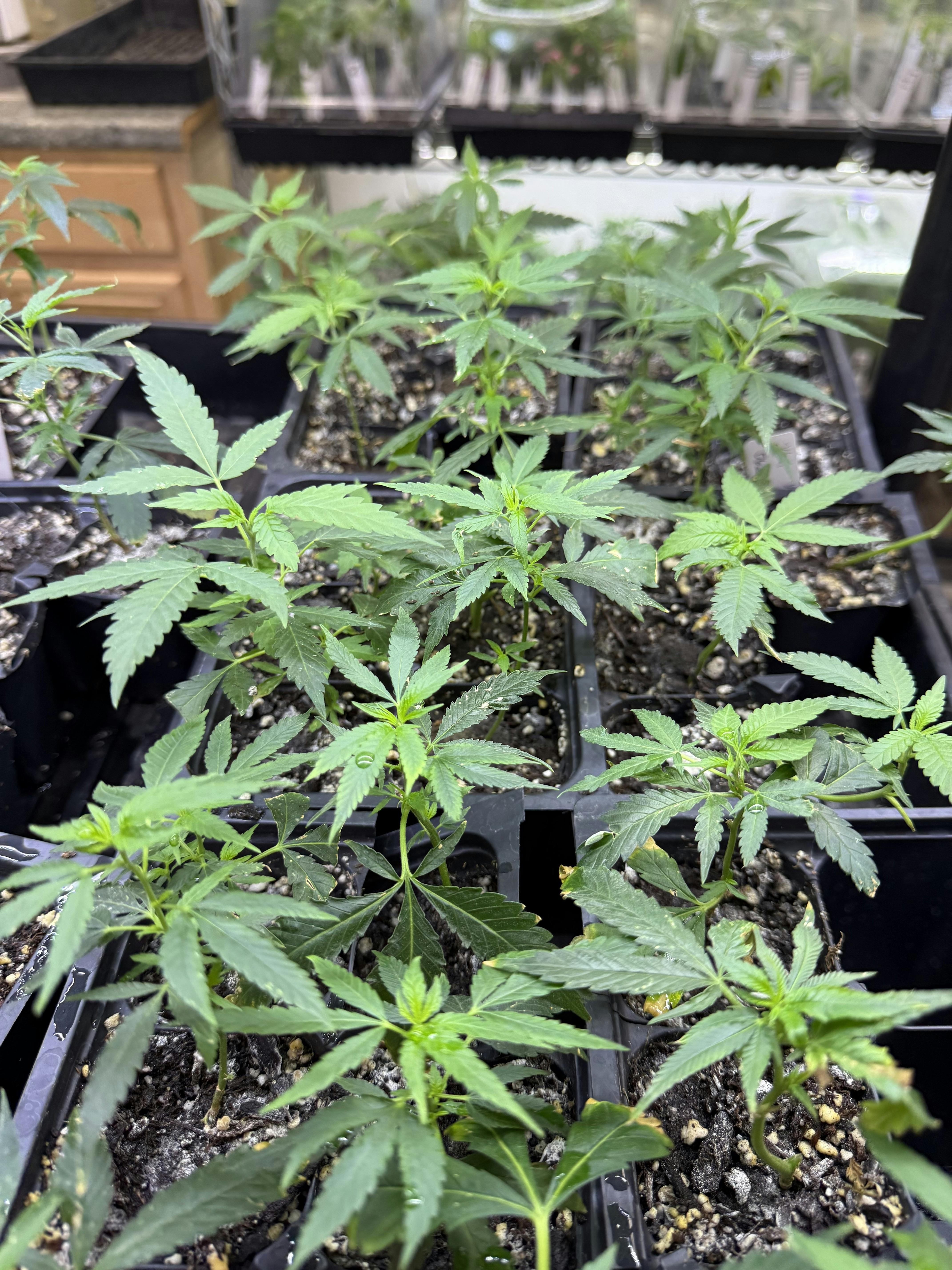Feminized Clones